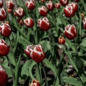 TULIPANO LEEN VAN DER MARK - TULIPA - LILIACEAE-6508