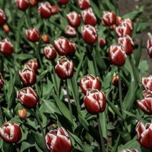 TULIPANO LEEN VAN DER MARK - TULIPA - LILIACEAE-6509
