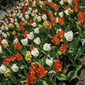 TULIPANO MARTINETTE - PURISSIMA - ORANGE EMPEROR - TULIPA - LILIACEAE-6513