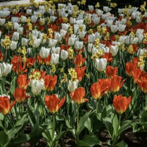 TULIPANO MARTINETTE - PURISSIMA - ORANGE EMPEROR - TULIPA - LILIACEAE-6514
