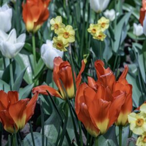 TULIPANO MARTINETTE - PURISSIMA - ORANGE EMPEROR - TULIPA - LILIACEAE-6515