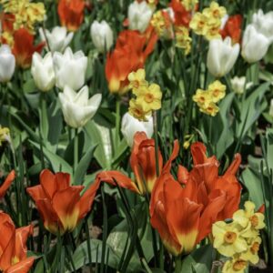 TULIPANO MARTINETTE - PURISSIMA - ORANGE EMPEROR - TULIPA - LILIACEAE-6516