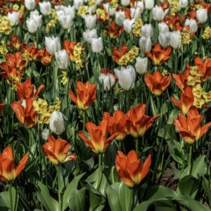 TULIPANO MARTINETTE, PURISSIMA, ORANGE EMPEROR, TULIPA, LILIACEAE-6876