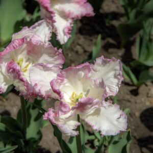 TULIPANO PAPPAGALLO MIX - TULIPA - LILIACEAE-6491