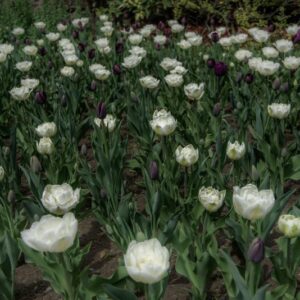 TULIPANO MOUNT TACOMA AND QUEEN OF NIGHT - TULIPA - LILIACEAE-6616