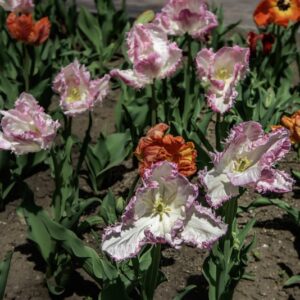 TULIPANO PAPPAGALLO MIX - TULIPA - LILIACEAE-6493