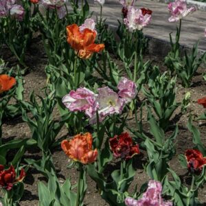 TULIPANO PAPPAGALLO MIX - TULIPA - LILIACEAE-6492