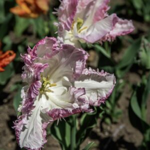 TULIPANO PAPPAGALLO MIX - TULIPA - LILIACEAE-6494
