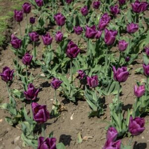 TULIPANO PASSIONALE - TULIPA - LILIACEAE-6469