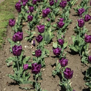 TULIPANO PASSIONALE - TULIPA - LILIACEAE-6470