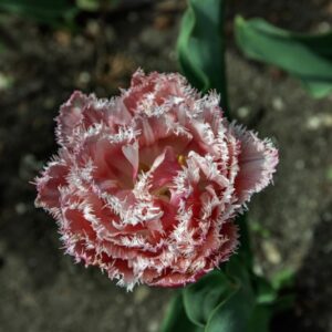 TULIPANO QUEENSLAND - TULIPA - LILIACEAE-6612