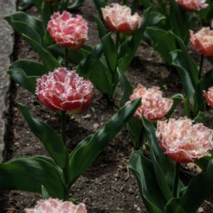 TULIPANO QUEENSLAND - TULIPA - LILIACEAE-6614