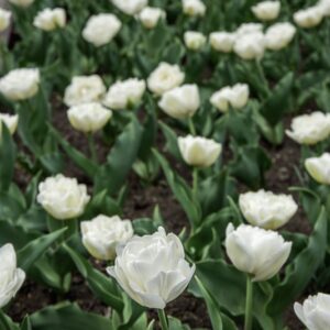 TULIPANO WHITE HEART - TULIPA - LILIACEAE-6579