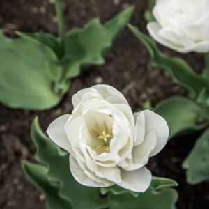 TULIPANO WHITE HEART - TULIPA - LILIACEAE-6578
