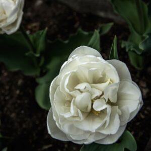 TULIPANO WHITE HEART - TULIPA - LILIACEAE-6580