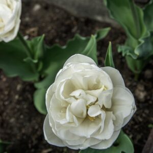 TULIPANO WHITE HEART - TULIPA - LILIACEAE-6581