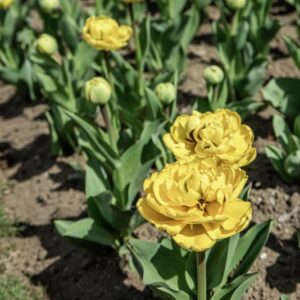 TULIPANO YELLOW POMPONETTE - TULIPA - LILIACEAE-6464
