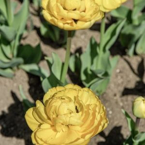 TULIPANO YELLOW POMPONETTE - TULIPA - LILIACEAE-6463