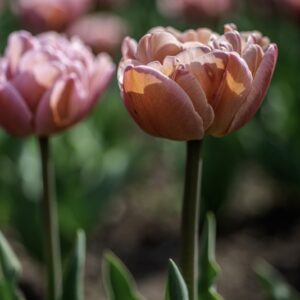TULIPANO, BEACH BERRY, TULIPA, LILIACEAE-6846