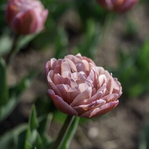 TULIPANO, BEACH BERRY, TULIPA, LILIACEAE-6847