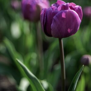 TULIPANO, BLUE DIAMOND, TULIPA, LILIACEAE-6861