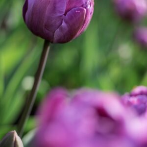 TULIPANO, BLUE DIAMOND, TULIPA, LILIACEAE-6863