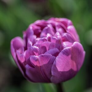 TULIPANO, BLUE DIAMOND, TULIPA, LILIACEAE-6862