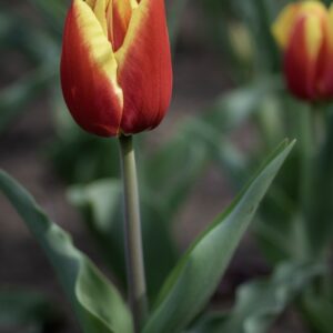 TULIPANO, DOW JONES, TULIPA, LILIACEAE-6859