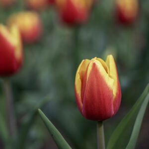 TULIPANO, DOW JONES, TULIPA, LILIACEAE-6860