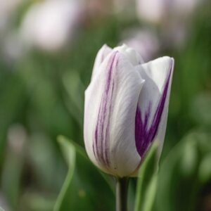 TULIPANO, FLAMING FLAG, TULIPA, LILIACEAE-6864