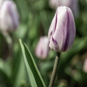 TULIPANO, FLAMING FLAG, TULIPA, LILIACEAE-6865