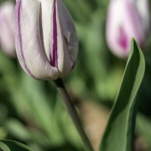 TULIPANO, FLAMING FLAG, TULIPA, LILIACEAE-6866