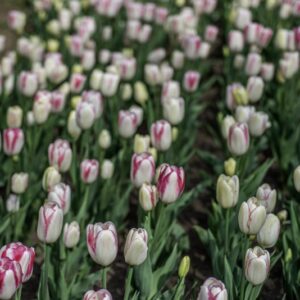 TULIPANO, GRACELAND, TULIPA, LILIACEAE-6851