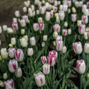 TULIPANO, GRACELAND, TULIPA, LILIACEAE-6850