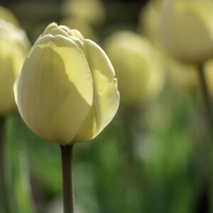 TULIPANO, IVORY FLORDALE, TULIPA, LILIACEAE-6854