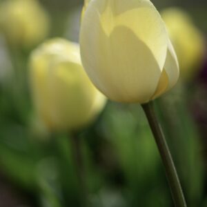 TULIPANO, IVORY FLORDALE, TULIPA, LILIACEAE-6855