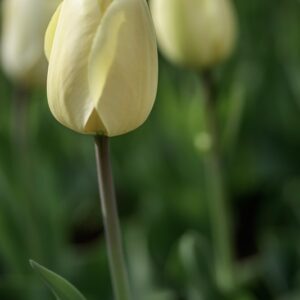TULIPANO, IVORY FLORDALE, TULIPA, LILIACEAE-6856