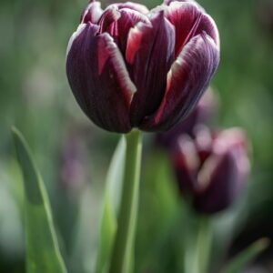 TULIPANO, JACKPOT, TULIPA, LILIACEAE,-6836