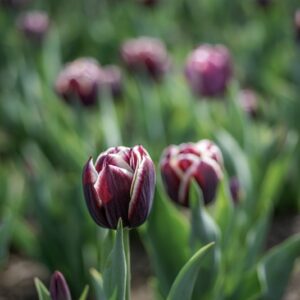 TULIPANO, JACKPOT, TULIPA, LILIACEAE-6837