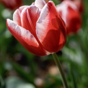 TULIPANO, LEEN VAN DER MARK, TULIPA, LILIACEAE-6874
