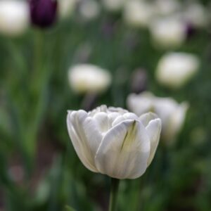 TULIPANO, MOUNT TACOMA, TULIPA, LILIACEAE, GIAPPONE-6887
