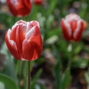TULIPANO, LEEN VAN DER MARK, TULIPA, LILIACEAE-6875