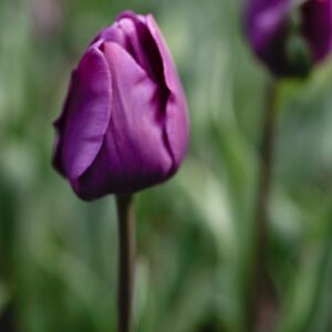 TULIPANO, NEGRITA, TULIPA, LILIACEAE, GIAPPONE-6869
