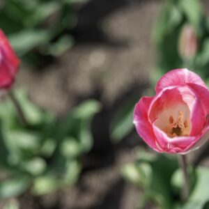 TULIPANO, PAGE POLKA, TULIPA, LILIACEAE-6838