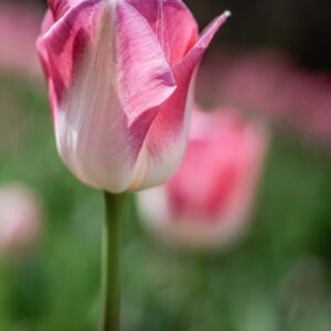 TULIPANO, PAGE POLKA, TULIPA, LILIACEAE-6839