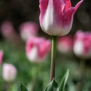 TULIPANO, PAGE POLKA, TULIPA, LILIACEAE-6840