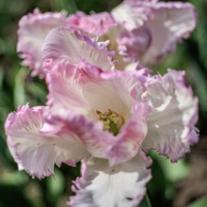 TULIPANO, PAPPAGALLO, TULIPA, LILIACEAE-6868