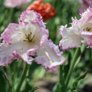 TULIPANO, PAPPAGALLO, TULIPA, LILIACEAE-6869