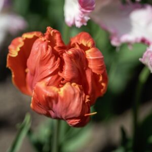 TULIPANO, PAPPAGALLO, TULIPA, LILIACEAE-6870