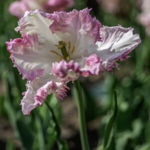 TULIPANO, PAPPAGALLO, TULIPA, LILIACEAE-6869